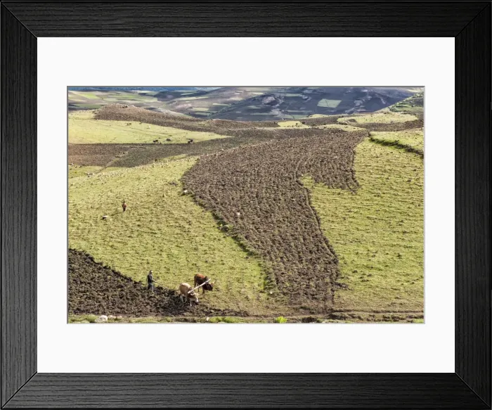 Framed Print : Farmer working his field, Simien Mountains National Park, UNESCO World Heritage Site, Amhara region, Ethiopia, Africa Framed Print : Farmer working his field, Simien Mountains National Park, UNESCO World Heritage Site, Amhara region, Ethiopia, Africa