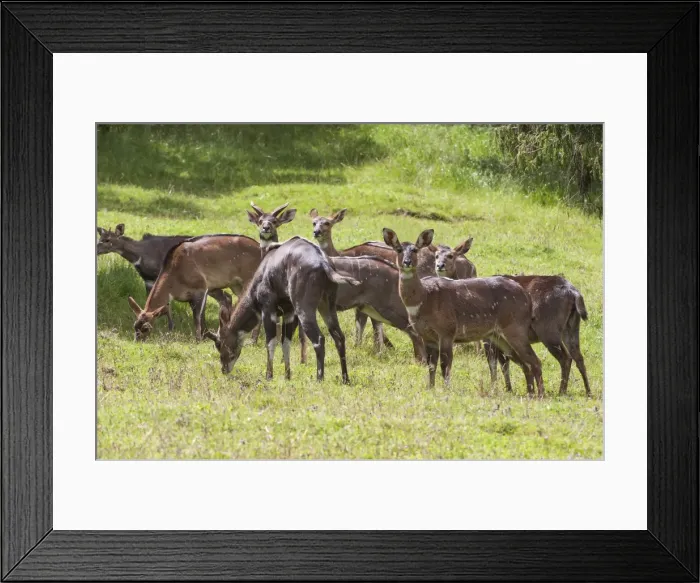 Framed Print : Herd of mountain nyalas (Tragelaphus buxtoni) (Balbok), Bale Mountains, Ethiopia, Africa