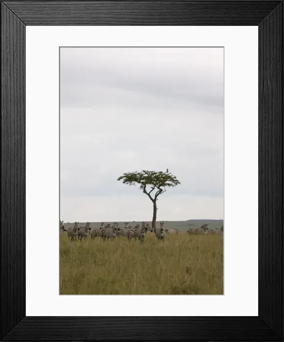 Framed Print : Burchells zebras (Equus burchelli), Masai Mara National Reserve, Kenya, East Africa, Africa Framed Print : Burchells zebras (Equus burchelli), Masai Mara National Reserve, Kenya, East Africa, Africa