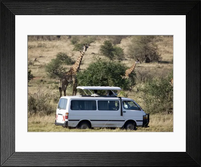 Framed Print : Tourists watching Masai giraffe (Giraffa camelopardalis tippelskirchi), Masai Mara National Reserve, Kenya, East Africa, Africa Framed Print : Tourists watching Masai giraffe (Giraffa camelopardalis tippelskirchi), Masai Mara National Reserve, Kenya, East Africa, Africa