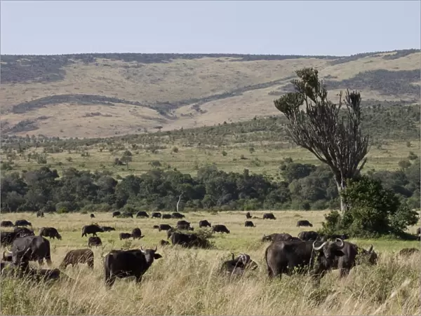 African buffalo (Syncerus caffer), Masai Mara National Reserve, Kenya, East Africa, Africa