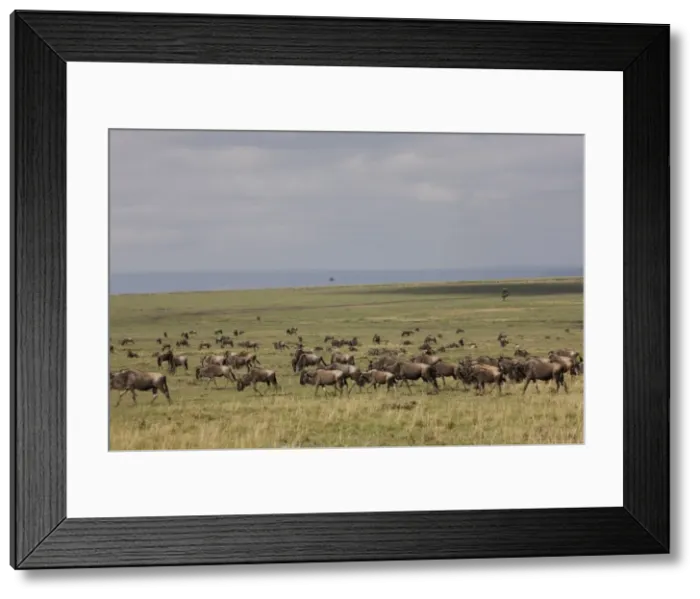 Framed Print : Herd of wildebeests (Connochaetes taurinus), Masai Mara National Reserve, Kenya, East Africa, Africa Framed Print : Herd of wildebeests (Connochaetes taurinus), Masai Mara National Reserve, Kenya, East Africa, Africa