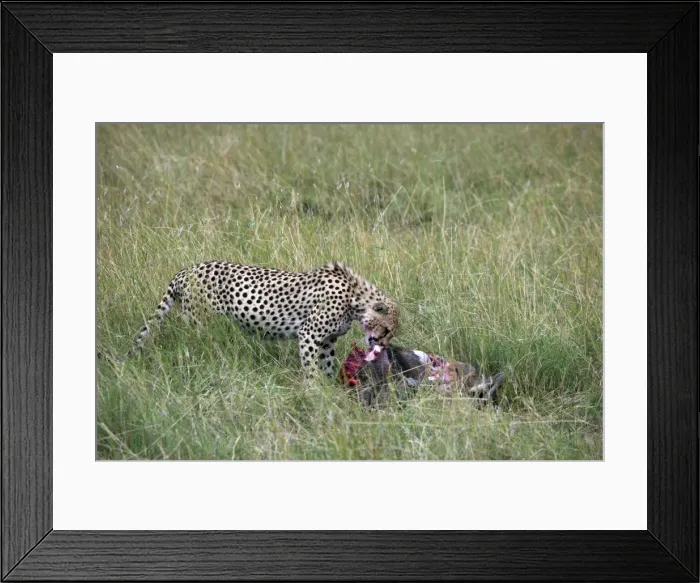 Framed Print : Cheetah (Acinonyx jubatus) eating prey, Masai Mara National Reserve, Kenya, East Africa, Africa Framed Print : Cheetah (Acinonyx jubatus) eating prey, Masai Mara National Reserve, Kenya, East Africa, Africa