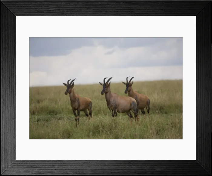 Framed Print : Topi (Damaliscus korrigum), Masai Mara National Reserve, Kenya, East Africa, Africa Framed Print : Topi (Damaliscus korrigum), Masai Mara National Reserve, Kenya, East Africa, Africa