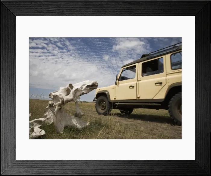 Framed Print : Skeleton of hippopotamus (Hippopotamus amphibius), Masai Mara National Reserve, Kenya, East Africa, Africa Framed Print : Skeleton of hippopotamus (Hippopotamus amphibius), Masai Mara National Reserve, Kenya, East Africa, Africa