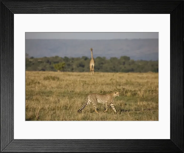 Framed Print : Cheetah (Acinonyx jubatus), Masai Mara National Reserve, Kenya, East Africa, Africa Framed Print : Cheetah (Acinonyx jubatus), Masai Mara National Reserve, Kenya, East Africa, Africa