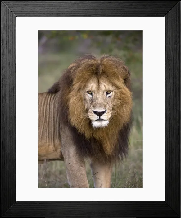 Framed Print : Male lion (Panthera leo), Masai Mara National Reserve, Kenya, East Africa, Africa Framed Print : Male lion (Panthera leo), Masai Mara National Reserve, Kenya, East Africa, Africa