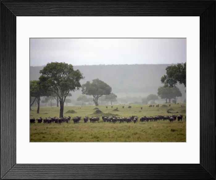 Framed Print : Herd of wildebeests (Connochaetes taurinus) migrating under the rain, Masai Mara National Reserve, Kenya, East Africa, Africa Framed Print : Herd of wildebeests (Connochaetes taurinus) migrating under the rain, Masai Mara National Reserve, Kenya, East Africa, Africa