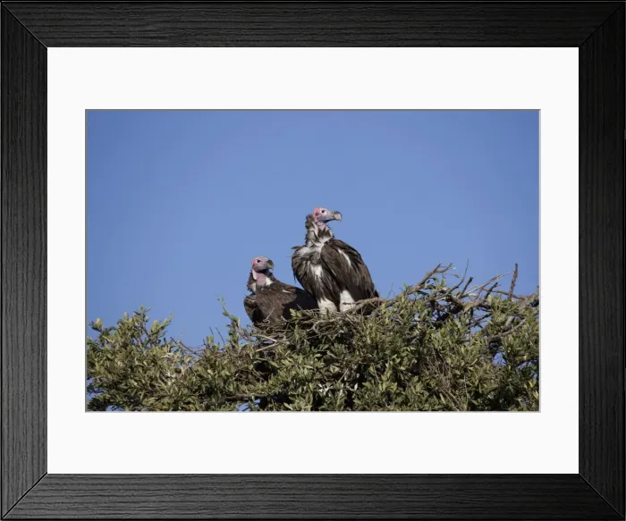 Framed Print : Nubian vultures (Torgos tracheliotus), Masai Mara National Reserve, Kenya, East Africa, Africa Framed Print : Nubian vultures (Torgos tracheliotus), Masai Mara National Reserve, Kenya, East Africa, Africa