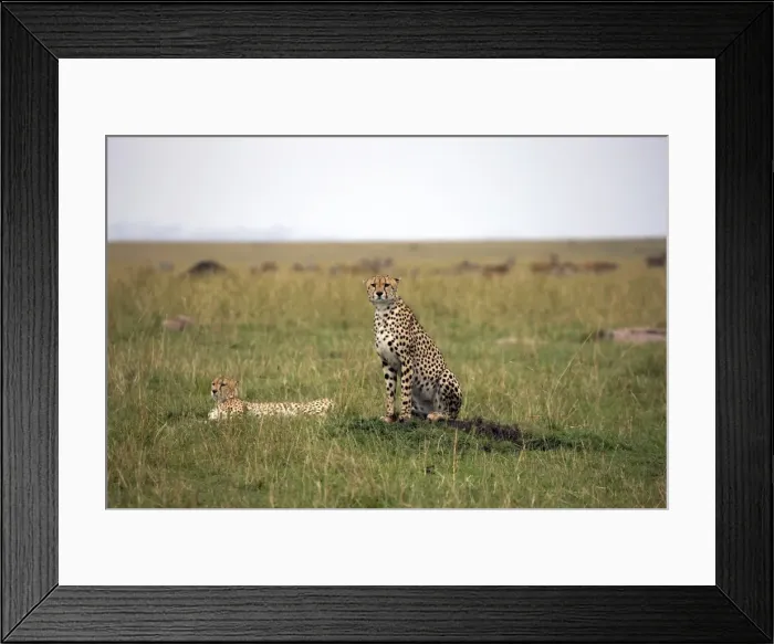Framed Print : Cheetah (Acinonyx jubatus), Masai Mara National Reserve, Kenya, East Africa, Africa Framed Print : Cheetah (Acinonyx jubatus), Masai Mara National Reserve, Kenya, East Africa, Africa