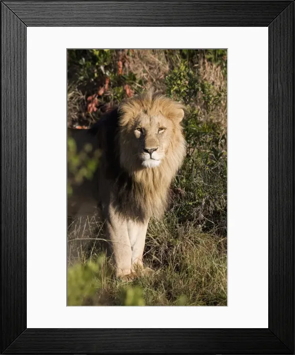 Framed Print : Male lion (Panthera leo), Masai Mara National Reserve, Kenya, East Africa, Africa Framed Print : Male lion (Panthera leo), Masai Mara National Reserve, Kenya, East Africa, Africa