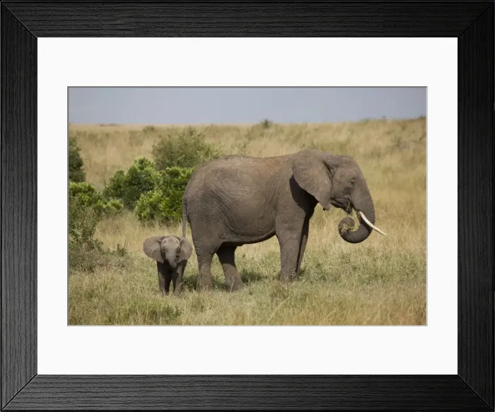 Framed Print : African elephant (Loxodonta africana), Masai Mara National Reserve, Kenya, East Africa, Africa Framed Print : African elephant (Loxodonta africana), Masai Mara National Reserve, Kenya, East Africa, Africa
