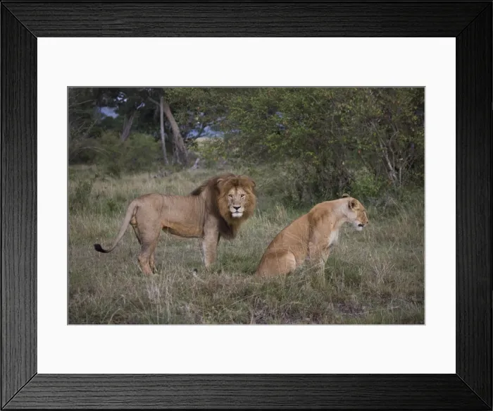 Framed Print : Male and female lions (Panthera leo), Masai Mara National Reserve, Kenya, East Africa, Africa Framed Print : Male and female lions (Panthera leo), Masai Mara National Reserve, Kenya, East Africa, Africa