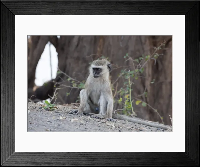 Framed Print : Vervet monkey (Cercopithecus aethiops), Chobe National Park, Botswana, Africa Framed Print : Vervet monkey (Cercopithecus aethiops), Chobe National Park, Botswana, Africa