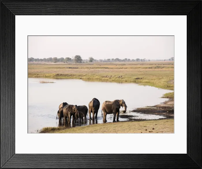 Framed Print : Elephants (Loxodonta africana), Chobe National Park, Botswana, Africa Framed Print : Elephants (Loxodonta africana), Chobe National Park, Botswana, Africa