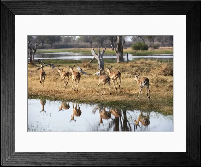 Framed Print : Impalas (Aepyceros melampus), Okavango delta, Botswana, Africa Framed Print : Impalas (Aepyceros melampus), Okavango delta, Botswana, Africa