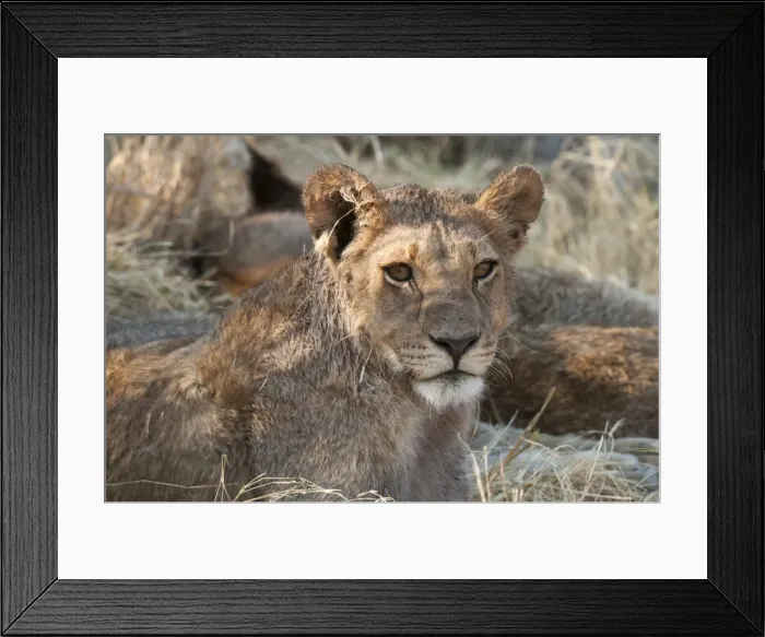 Framed Print : Lions (Panthera leo), Okavango delta, Botswana, Africa Framed Print : Lions (Panthera leo), Okavango delta, Botswana, Africa