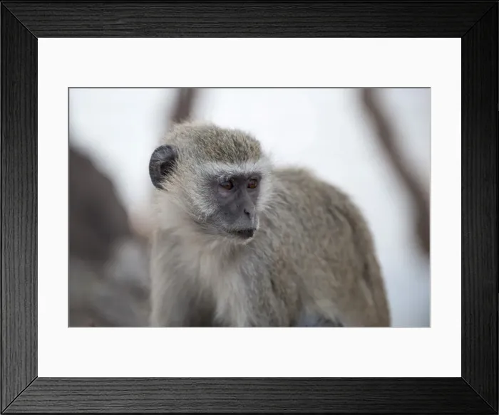 Framed Print : Vervet monkey (Cercopithecus aethiops), Chobe National Park, Botswana, Africa Framed Print : Vervet monkey (Cercopithecus aethiops), Chobe National Park, Botswana, Africa