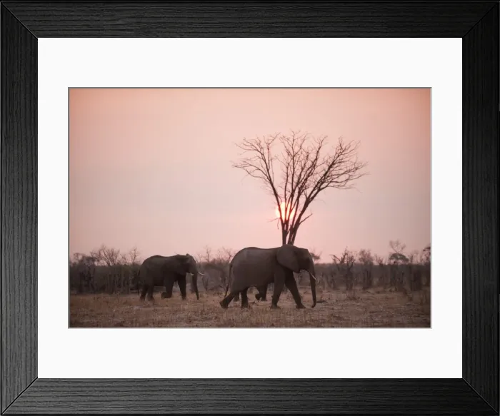 Framed Print : African elephants (Loxodonta africana), Savuti, Chobe National Park, Botswana, Africa Framed Print : African elephants (Loxodonta africana), Savuti, Chobe National Park, Botswana, Africa