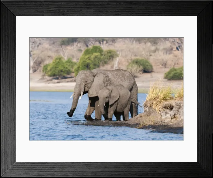 Framed Print : Elephants (Loxodonta africana), Chobe National Park, Botswana, Africa Framed Print : Elephants (Loxodonta africana), Chobe National Park, Botswana, Africa