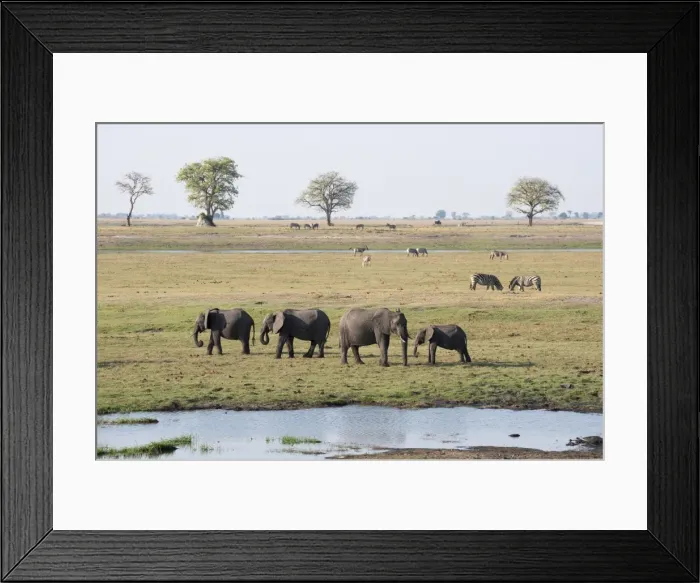 Framed Print : Elephants (Loxodonta africana), Chobe National Park, Botswana, Africa Framed Print : Elephants (Loxodonta africana), Chobe National Park, Botswana, Africa