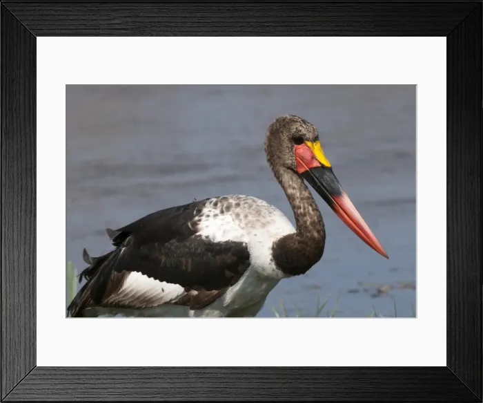 Framed Print : Saddle-billed stork (Ephippiarhynchus senegalensis), Okavango delta, Botswana, Africa Framed Print : Saddle-billed stork (Ephippiarhynchus senegalensis), Okavango delta, Botswana, Africa