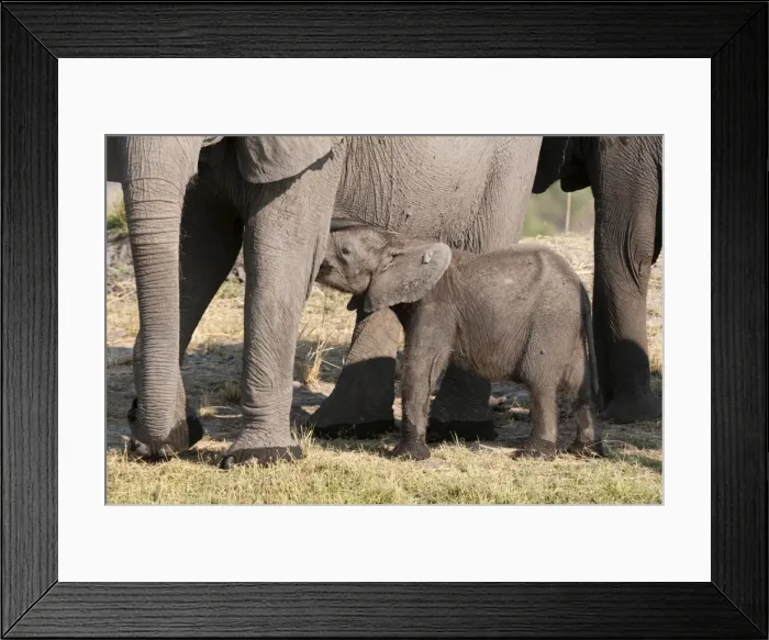 Framed Print : Elephant (Loxodonta africana) calf, Chobe National Park, Botswana, Africa Framed Print : Elephant (Loxodonta africana) calf, Chobe National Park, Botswana, Africa