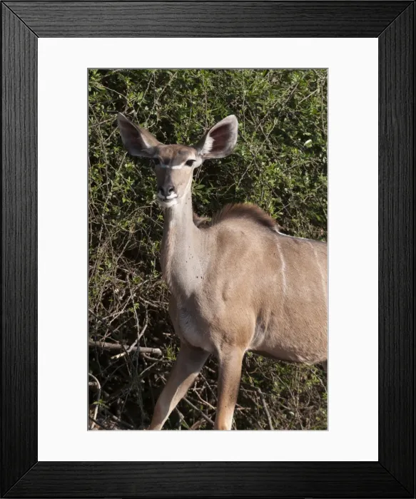 Framed Print : Kudu (Tragelaphus strepsiceros), Chobe National Park, Botswana, Africa Framed Print : Kudu (Tragelaphus strepsiceros), Chobe National Park, Botswana, Africa