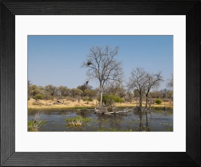 Framed Print : Okavango delta, Botswana, Africa Framed Print : Okavango delta, Botswana, Africa