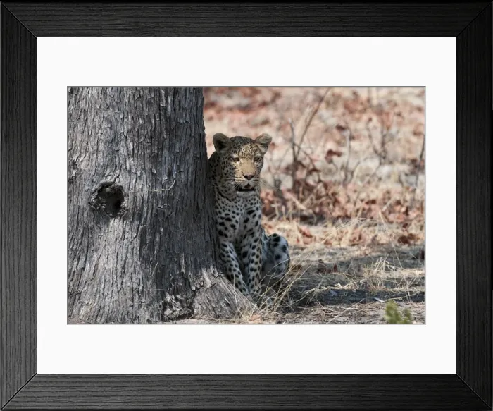 Framed Print : Leopard (Panthera pardus), Okavango delta, Botswana, Africa Framed Print : Leopard (Panthera pardus), Okavango delta, Botswana, Africa