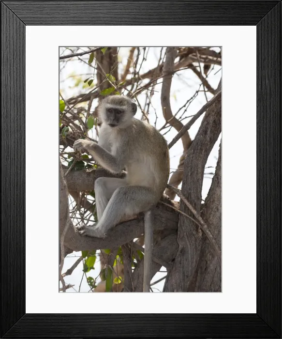 Framed Print : Vervet monkey (Cercopithecus aethiops), Chobe National Park, Botswana, Africa Framed Print : Vervet monkey (Cercopithecus aethiops), Chobe National Park, Botswana, Africa