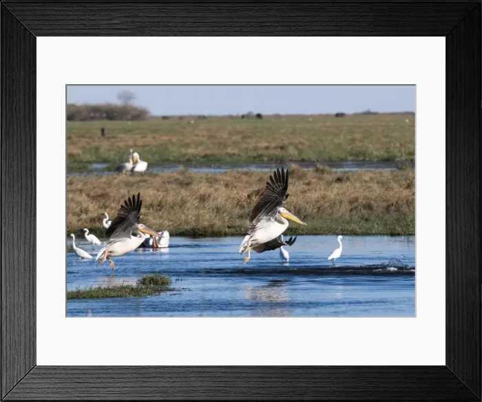 Framed Print : Great white pelican (Pelecanus onocrotalus), Savuti, Chobe National Park, Botswana, Africa Framed Print : Great white pelican (Pelecanus onocrotalus), Savuti, Chobe National Park, Botswana, Africa