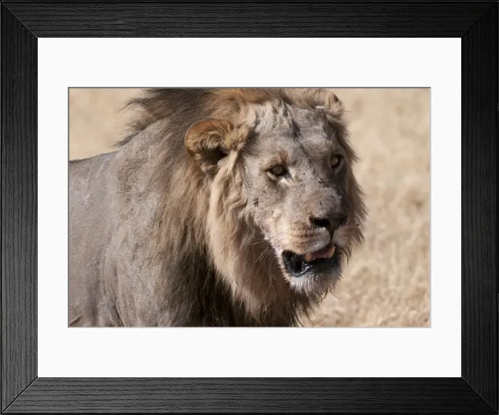 Framed Print : Lion (Panthera leo), Savuti, Chobe National Park, Botswana, Africa Framed Print : Lion (Panthera leo), Savuti, Chobe National Park, Botswana, Africa