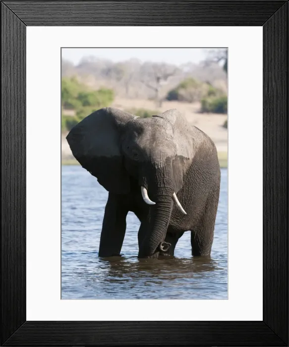 Framed Print : Elephant (Loxodonta africana), Chobe National Park, Botswana, Africa Framed Print : Elephant (Loxodonta africana), Chobe National Park, Botswana, Africa