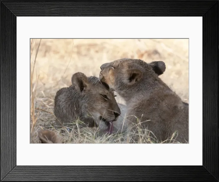 Framed Print : Lions (Panthera leo), Okavango delta, Botswana, Africa Framed Print : Lions (Panthera leo), Okavango delta, Botswana, Africa