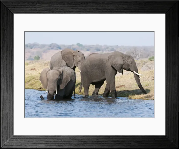 Framed Print : Elephants (Loxodonta africana), Chobe National Park, Botswana, Africa Framed Print : Elephants (Loxodonta africana), Chobe National Park, Botswana, Africa