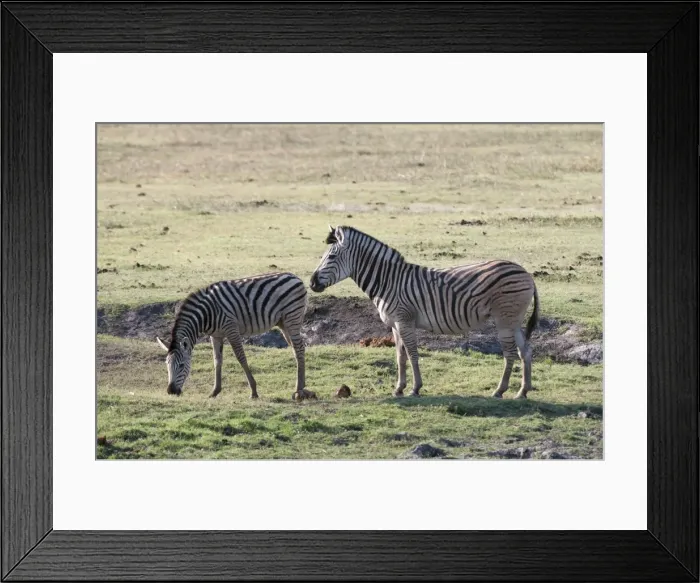 Framed Print : Common zebras (Equus quagga), Chobe National Park, Botswana, Africa Framed Print : Common zebras (Equus quagga), Chobe National Park, Botswana, Africa