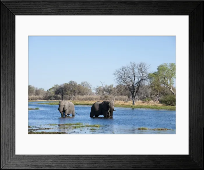 Framed Print : African elephant (Loxodonta africana), Okavango delta, Botswana, Africa Framed Print : African elephant (Loxodonta africana), Okavango delta, Botswana, Africa