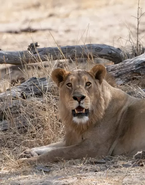Lion (Panthera leo), Okavango delta, Botswana, Africa