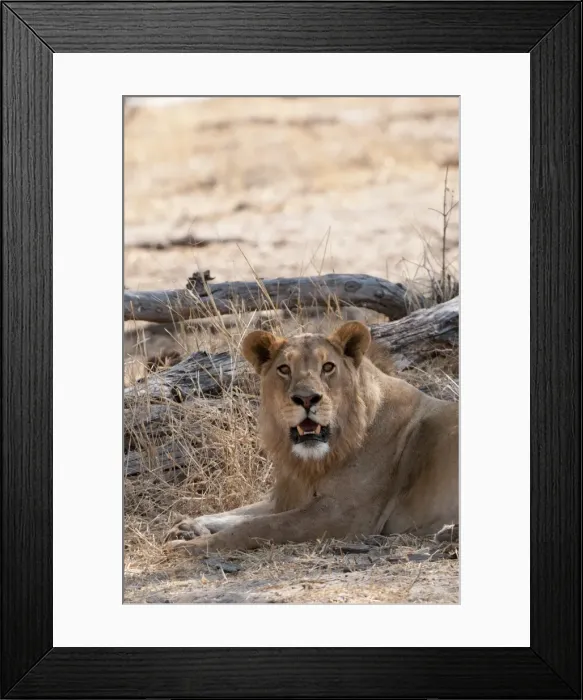 Framed Print : Lion (Panthera leo), Okavango delta, Botswana, Africa Framed Print : Lion (Panthera leo), Okavango delta, Botswana, Africa