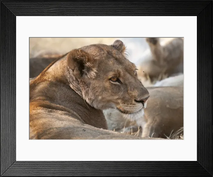 Framed Print : Lioness (Panthera leo), Okavango delta, Botswana, Africa Framed Print : Lioness (Panthera leo), Okavango delta, Botswana, Africa