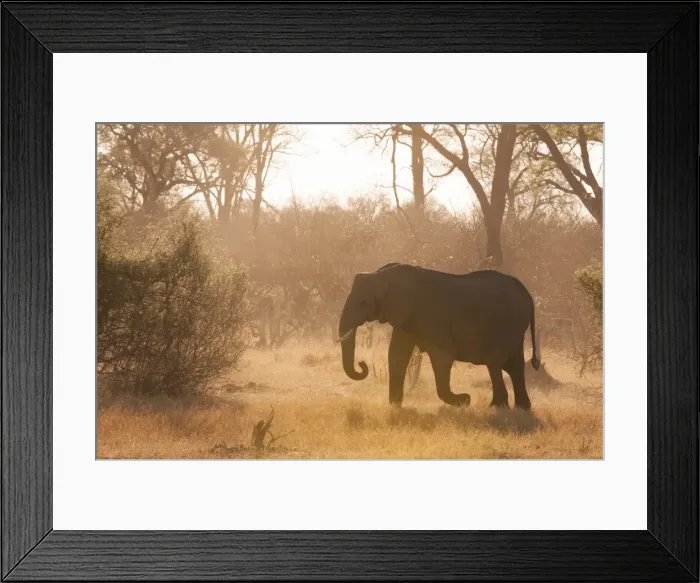Framed Print : African elephant (Loxodonta africana), Okavango delta, Botswana, Africa