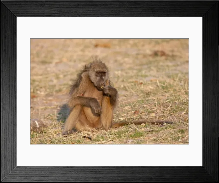 Framed Print : Chacma baboon, Chobe National Park, Botswana, Africa Framed Print : Chacma baboon, Chobe National Park, Botswana, Africa