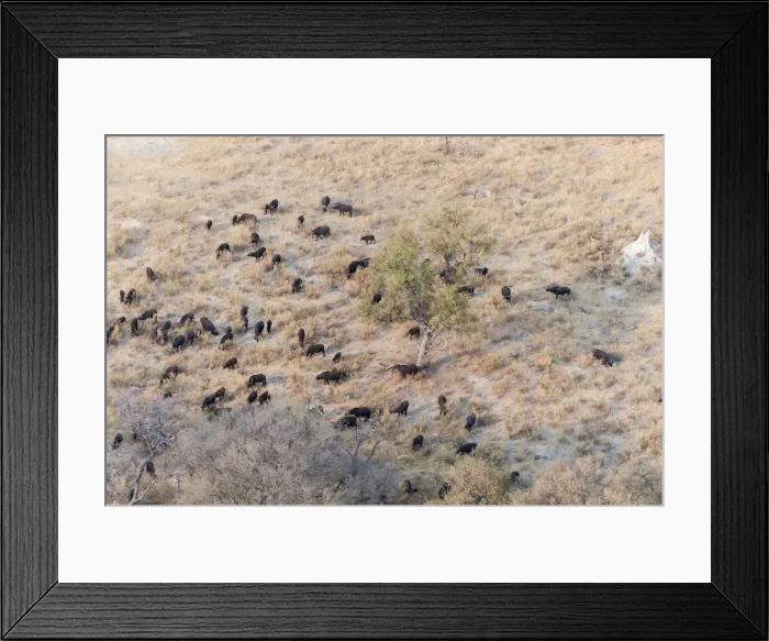 Framed Print : Buffalo herd (Syncerus caffer), aerial view of Okavango delta, Botswana, Africa Framed Print : Buffalo herd (Syncerus caffer), aerial view of Okavango delta, Botswana, Africa