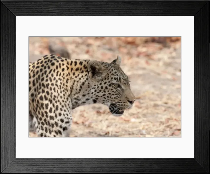 Framed Print : Leopard (Panthera pardus), Okavango delta, Botswana, Africa Framed Print : Leopard (Panthera pardus), Okavango delta, Botswana, Africa