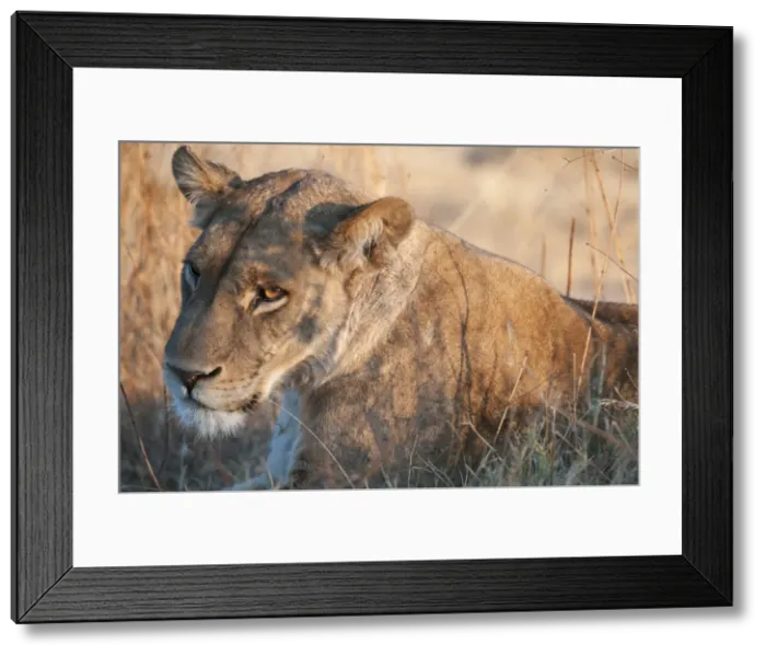 Framed Print : Lions (Panthera leo), Okavango delta, Botswana, Africa Framed Print : Lions (Panthera leo), Okavango delta, Botswana, Africa