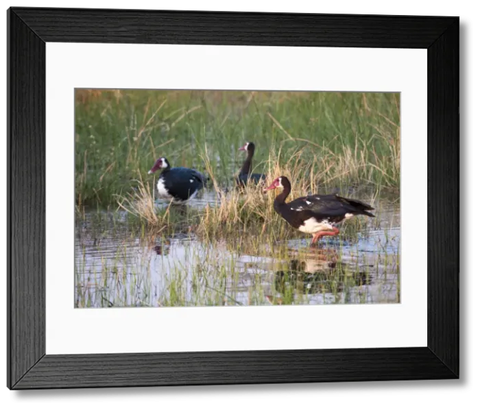 Framed Print : Spur-winged goose (Plectropterus gambensis), Okavango delta, Botswana, Africa Framed Print : Spur-winged goose (Plectropterus gambensis), Okavango delta, Botswana, Africa