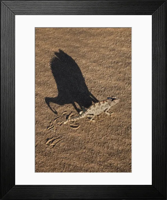 Framed Print : Namaqua chameleon (Chamaeleo namaquensis), Namib Desert, Namibia, Africa Framed Print : Namaqua chameleon (Chamaeleo namaquensis), Namib Desert, Namibia, Africa