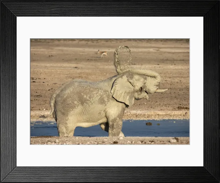 Framed Print : Elephant (Loxodonta africana) mudbathing, Etosha National Park, Namibia, Africa Framed Print : Elephant (Loxodonta africana) mudbathing, Etosha National Park, Namibia, Africa