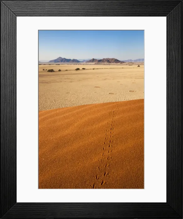 Framed Print : Animal tracks in sand, Namib desert, Namibia, Africa Framed Print : Animal tracks in sand, Namib desert, Namibia, Africa